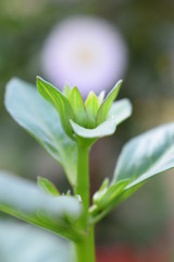 Obraz premium lily of the valley