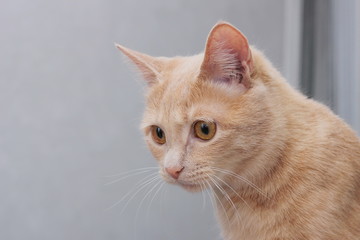 Red cat posing in front of the camera.