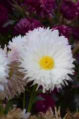 daisies in the garden