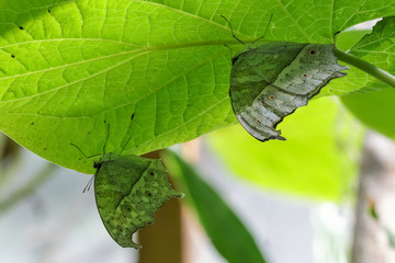 Protogoniomorpha parhassus