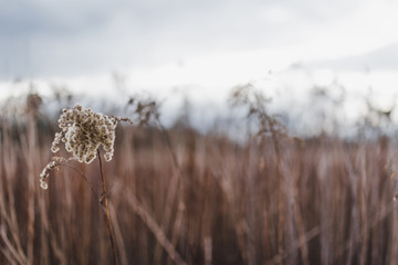 The plant and the field II