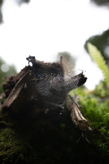 The Redwood and State Park VII