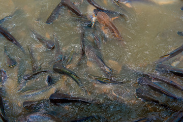 sacred catfish in water