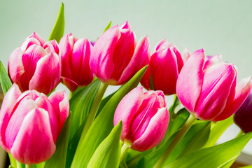 Tulpen