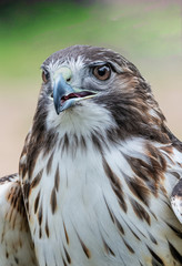 red tail hawk