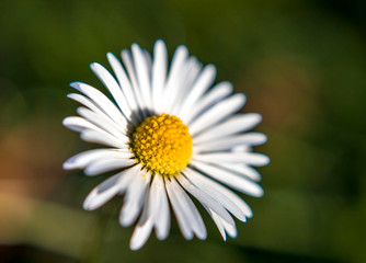 Obraz premium Daisy macro