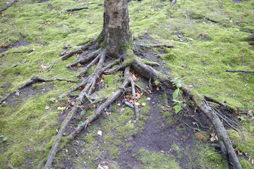 nude tree roots in the forest