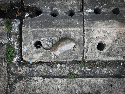 dead rat over the drain pipe by try to going down