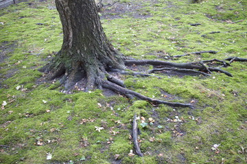 nude tree roots in the forest