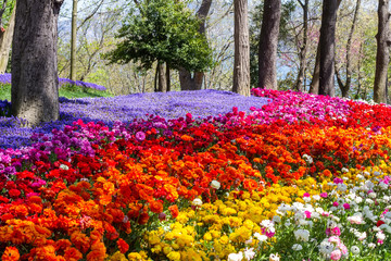 Multicolored flowers in Emirgan Park at the Tulip Festival in Istanbul, a bright colorful spring...