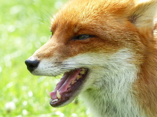 Red Fox
