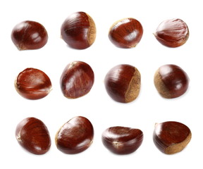 Set edible chestnut macro isolated on white background 