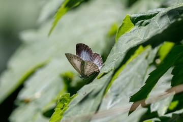Heller Wiesenknopf-Ameisenbläuling