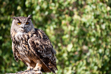 The Owl IV