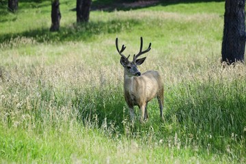 Mule Deer Buck 