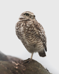 Western Burrowing Owl Perched on a Rock - Portrait with White Background