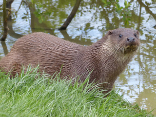 European Otter 2