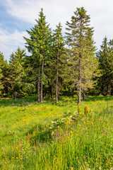 Bergwiese am Waldrand, Erzgebirge