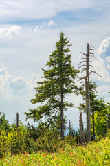Alte Bäume im Erzgebirge