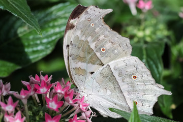 Protogoniomorpha parhassus