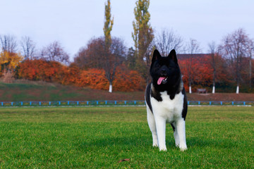 Dog breed American Akita