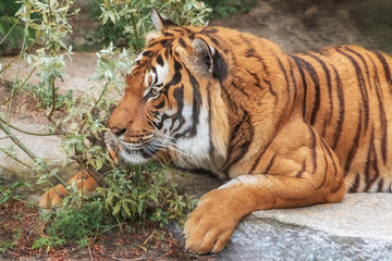 Sumatran Tiger, Panthera tigris sumatrae, 'small' big cat is a loner. Origin is Indonesian island of Sumatra