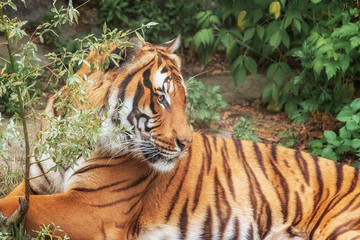 Sumatran Tiger, Panthera tigris sumatrae, 'small' big cat lies. Origin is Indonesian island of Sumatra. Portrait