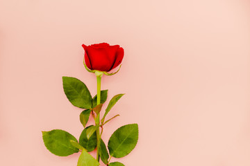 A single red rose top view. Red rose on a pink background. Holiday concept. Women's day concept.