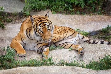 Sumatran Tiger, Panthera tigris sumatrae, 'small' big cats. Origin is Indonesian island of Sumatra
