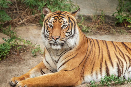 Sumatran Tiger, Panthera tigris sumatrae, 'small' big cats. Origin is Indonesian island of Sumatra. Portrait