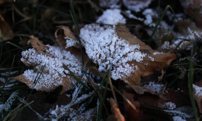 Autumn leaves in snow