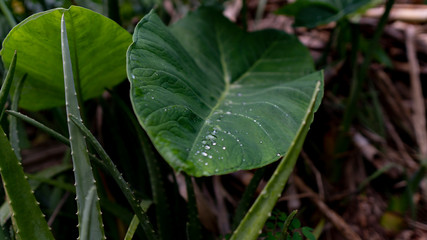 Nature Leaf