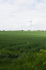 A green field with a wind turbine in the background