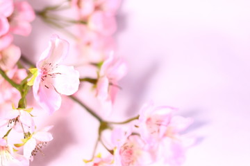 桜の花と余白(白背景)