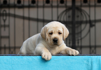 a little labrador puppy on a blue background