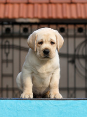 little labrador puppy on a blue background