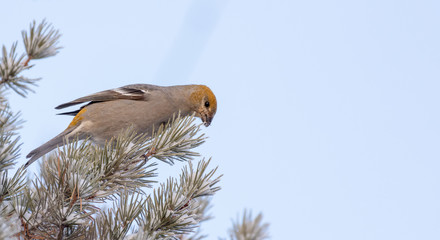 Yellow Bird on Spruce Tree Branch (female Pine Gros Beak)