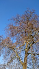Autumnm tree against blue sky