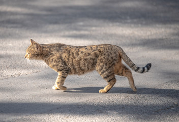 Naklejka premium Street cat (stray) is walking along the road. Pet Survive alongside concept.