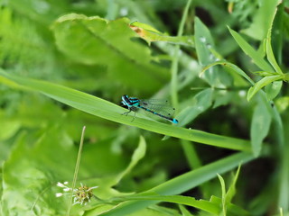 blauschwarze Libelle auf Grashalm