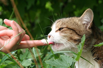 Squinting cute cat portrait licking finger