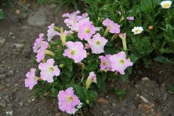 Blooming pink white spring summer flower