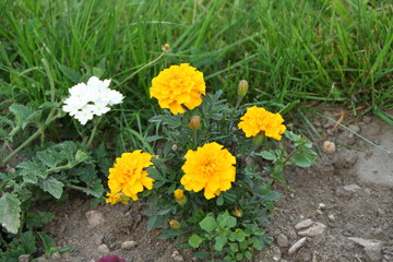Blooming yellow white spring summer flower