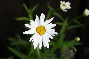 Blooming white spring summer flower