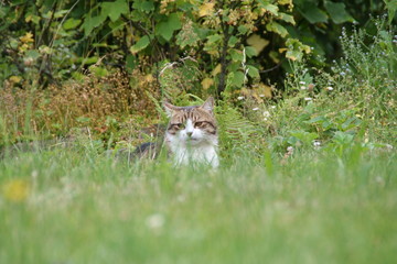 Cute cat hiding in grass