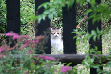Hiding cat looking through fence