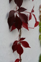 Autumn red leafs plant on white wall