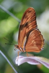 Julia Butterfly on a leaf