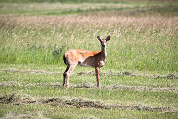 Naklejka na ściany i meble A white-tailed deer standing in a field