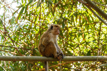 Single toque macaque monkey sitting on a bamboo branch, Peradeniya, Sri Lanka